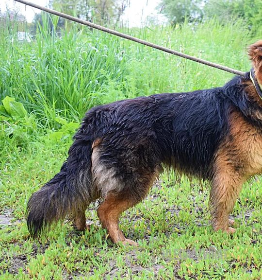 K adopci pes: Kříženec - Chlupáček Igor - 2 roky z útulku dog-hope
