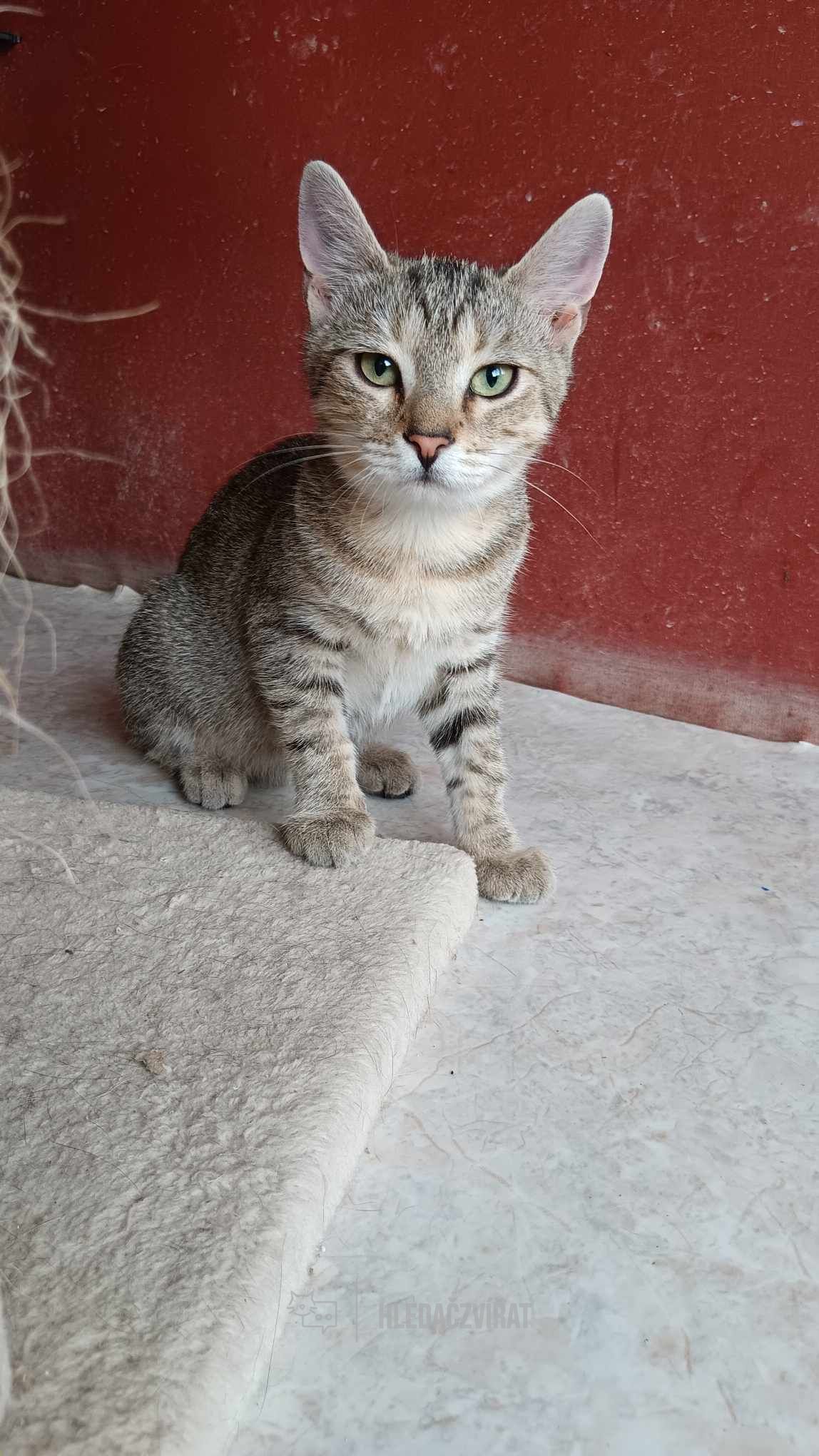 Domácí kočka, skupina Domácí kočky (ostatní/kříženci)