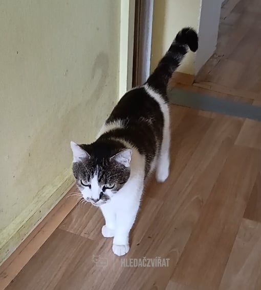 Domácí kočka, skupina Domácí kočky (ostatní/kříženci)