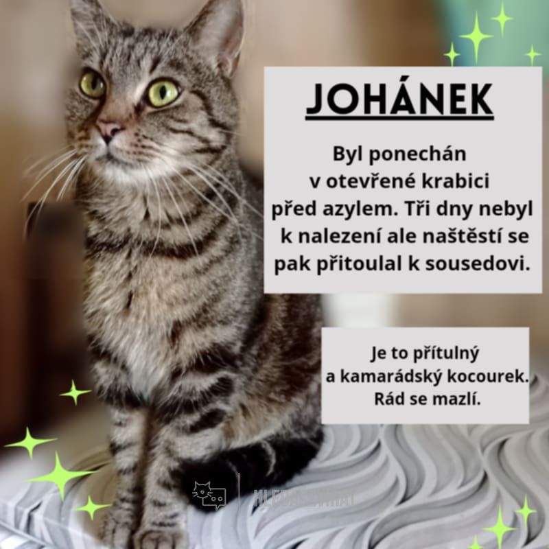 Domácí kočka, skupina Domácí kočky (ostatní/kříženci)
