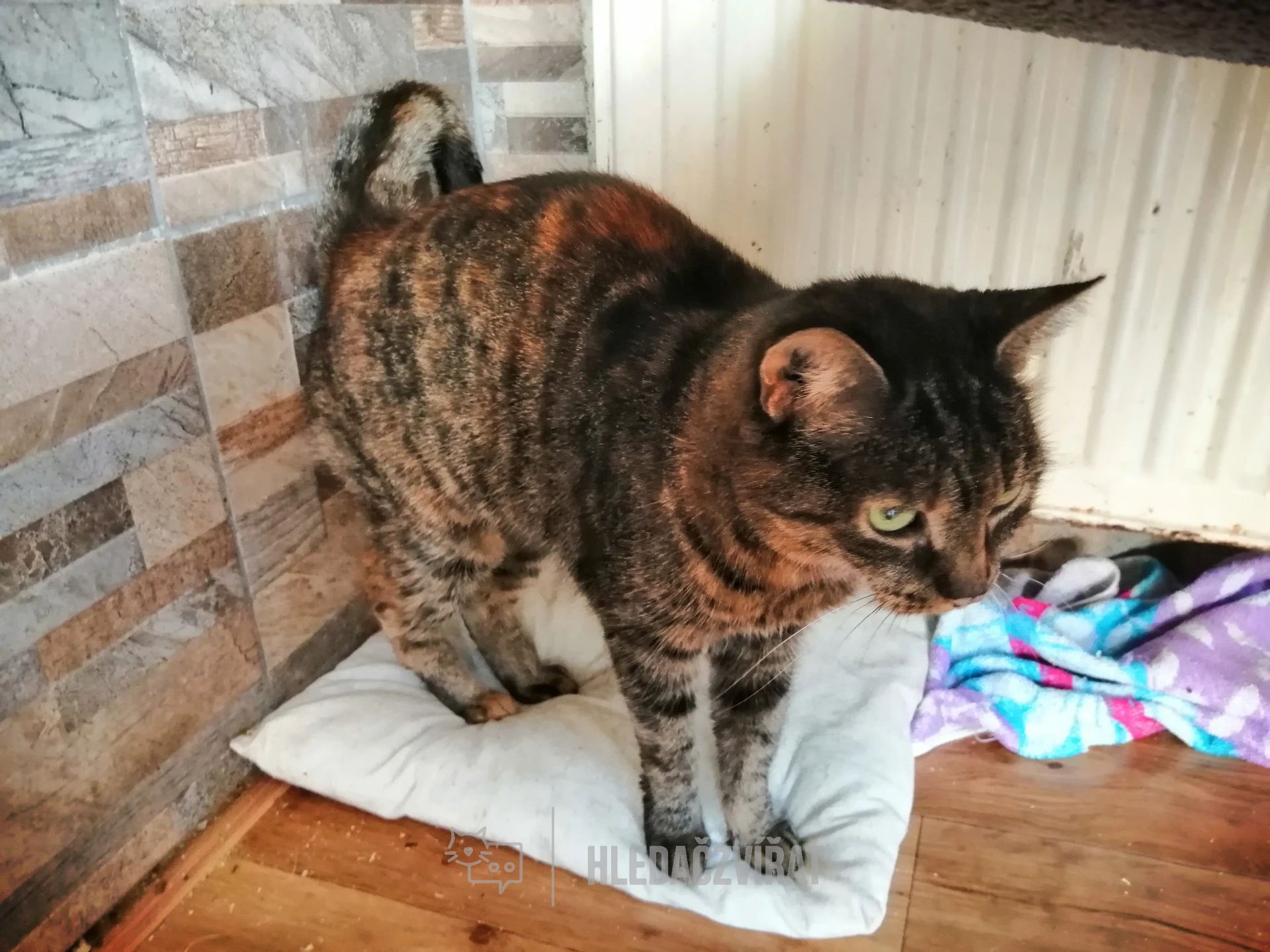 Domácí kočka, skupina Domácí kočky (ostatní/kříženci)