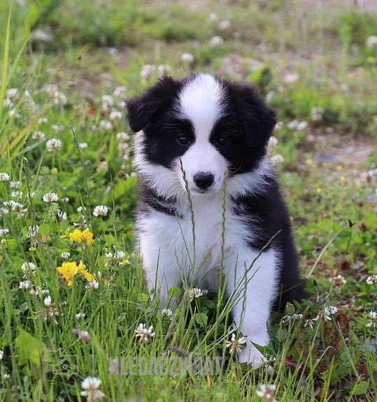 Na prodej pes: Border kolie. Inzerát názvem Rezervace štěňátka plemene Border Collie - výstavní linie od chovatelské stanice zkrvevitezu