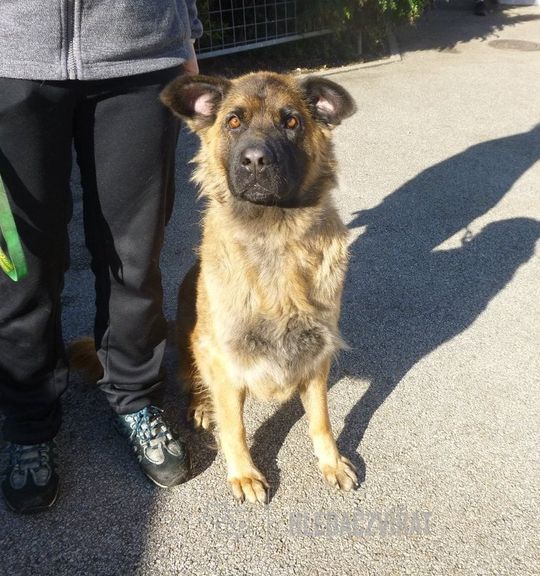 K adopci pes: Kříženec - Sandy z útulku psiutulek-strakonice