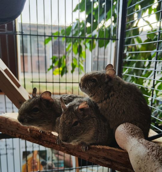 K adopci pes: Drobní savci - Sonik z útulku Utulek-Dogsy