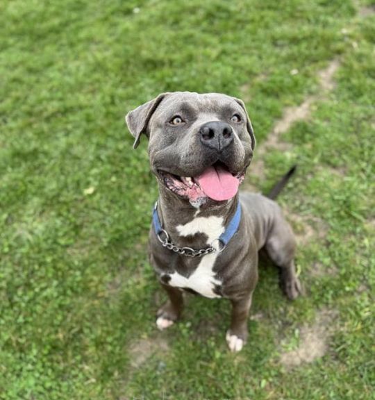 K adopci pes: Kříženec - Hero z útulku utulek-prerov