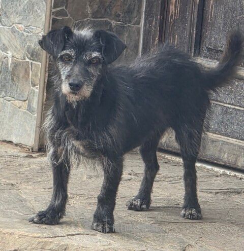 Kříženec, skupina Ostatní plemena a kříženci