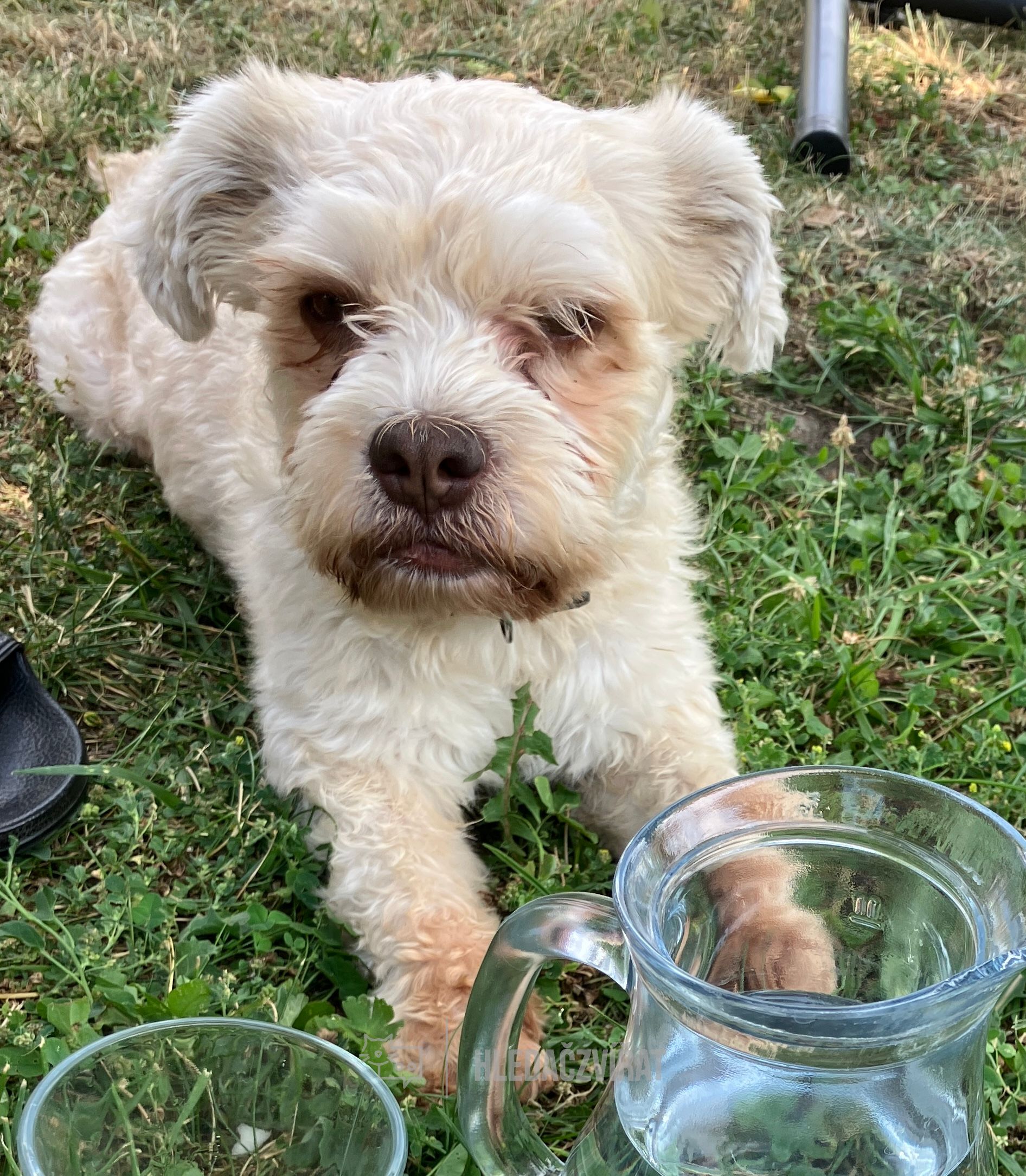 Havanský psík, skupina Plemena společenská