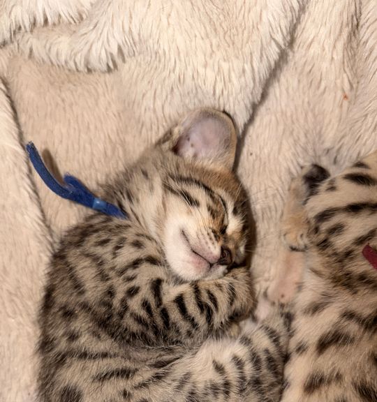 Na prodej kočka plemene: Savannah. Inzerát názvem savannah F6 od chovatelské stanice Ammy_od_skal