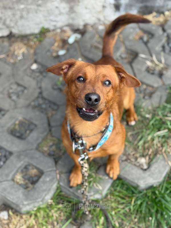 Jezevčík, skupina Jezevčíci