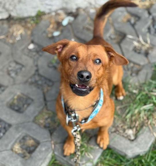 K adopci pes: Jezevčík - Simba - zlomená duše čekající na zázrak z útulku AniDef