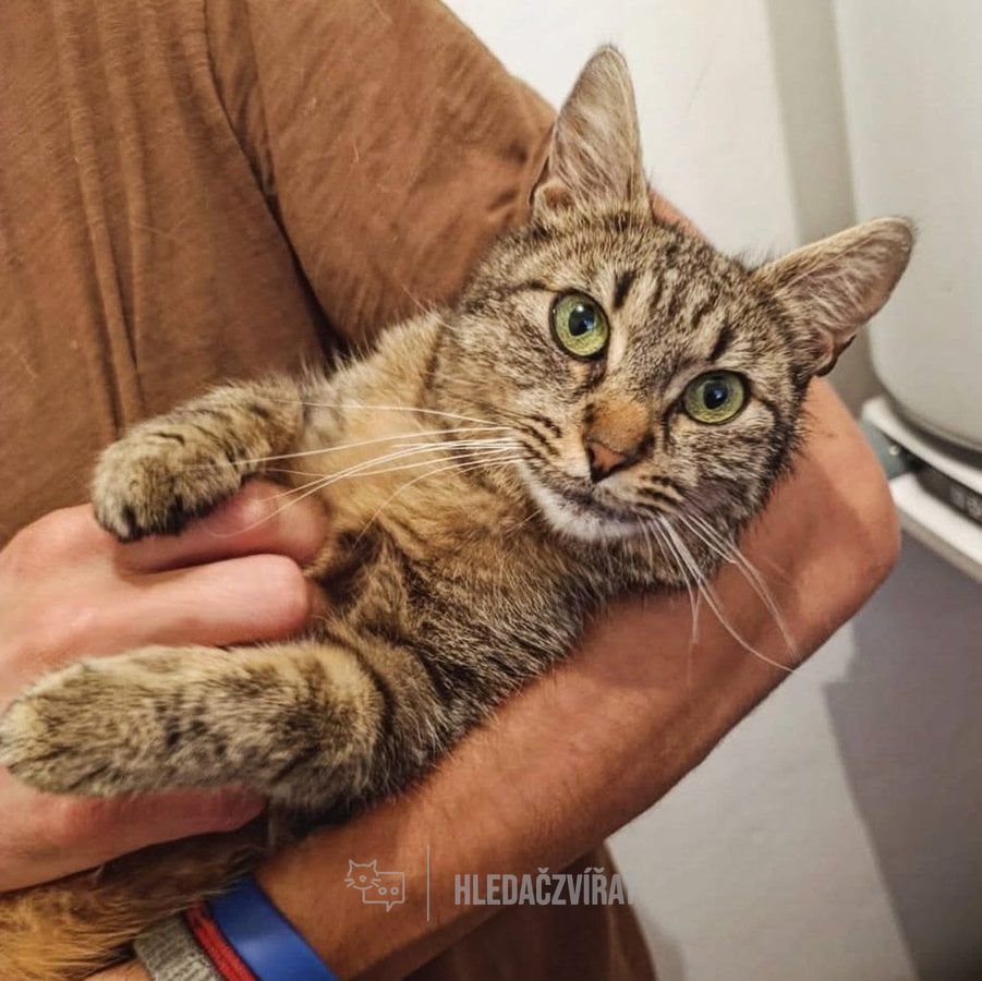 Domácí kočka, skupina Domácí kočky (ostatní/kříženci)