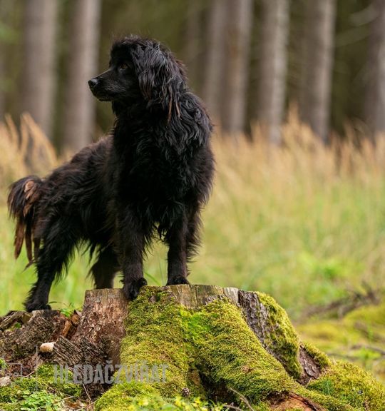 K adopci pes: Kříženec - Ignác z útulku DogPoint