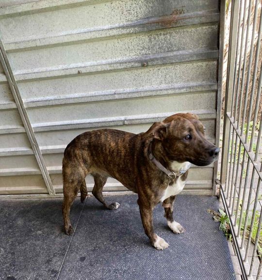 K adopci pes: Americký stafordširský teriér - KIRA z útulku olomouckyutulek