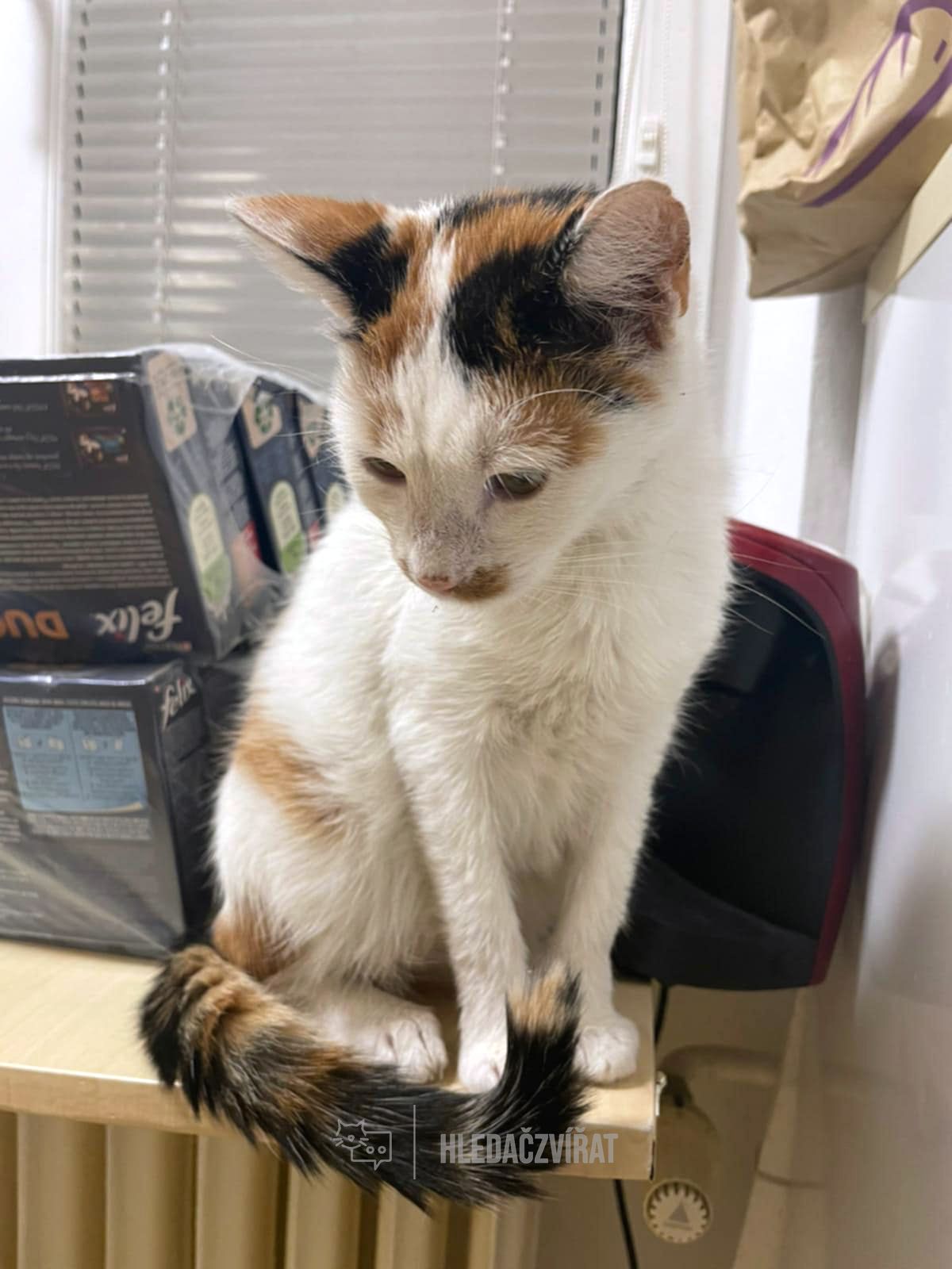 Domácí kočka, skupina Domácí kočky (ostatní/kříženci)