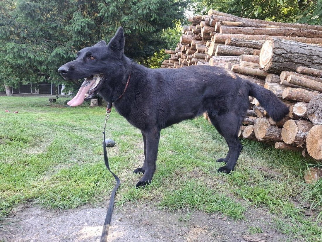 Německý ovčák, skupina Ovčácká, pastevecká a honácká plemena