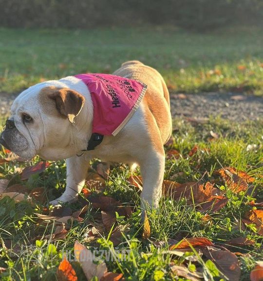 K adopci pes: Anglický buldok - Stela z útulku docaskydede