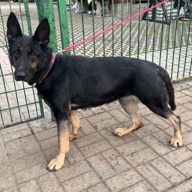 Kříženec, skupina Ostatní plemena a kříženci