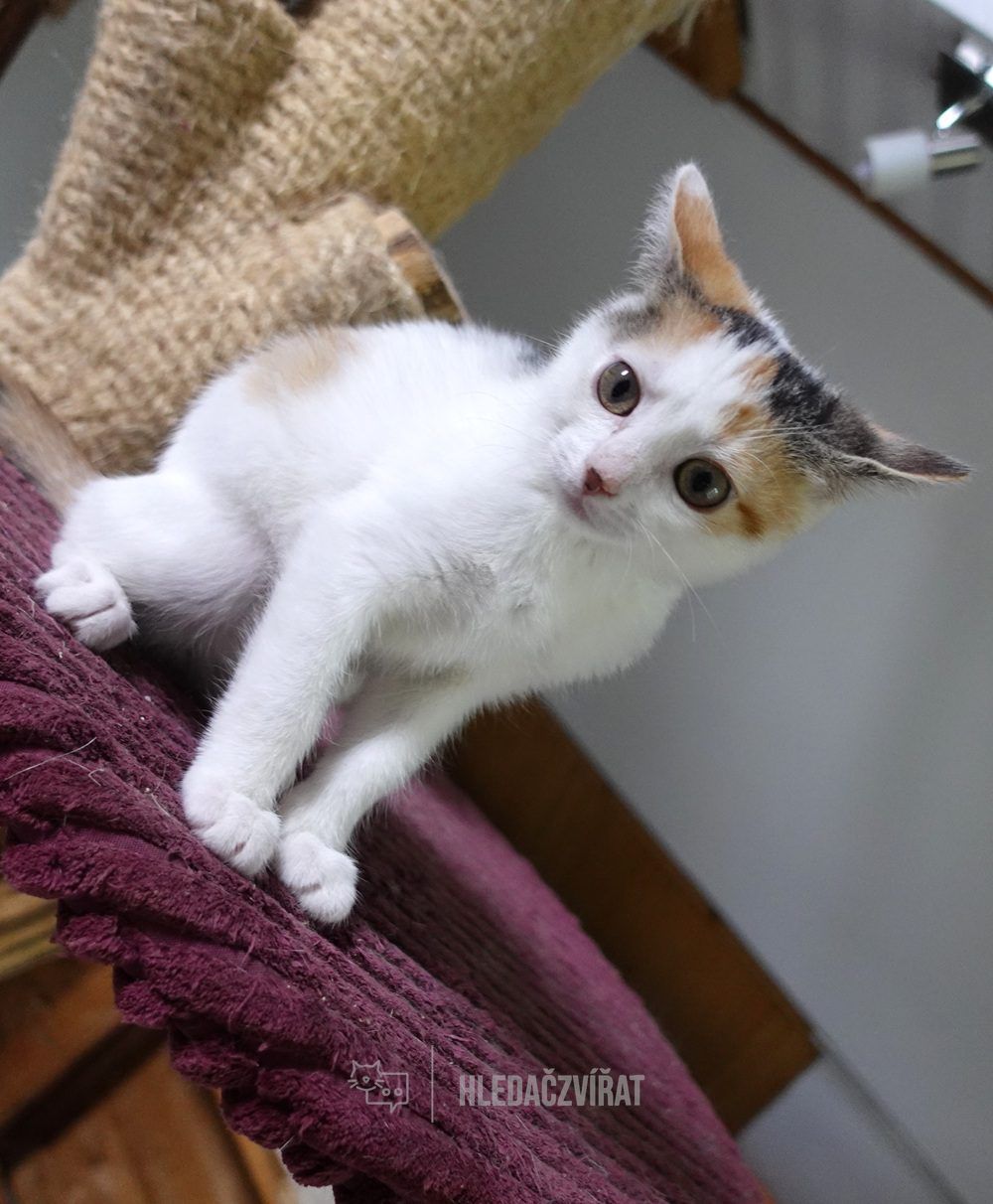 Domácí kočka, skupina Domácí kočky (ostatní/kříženci)