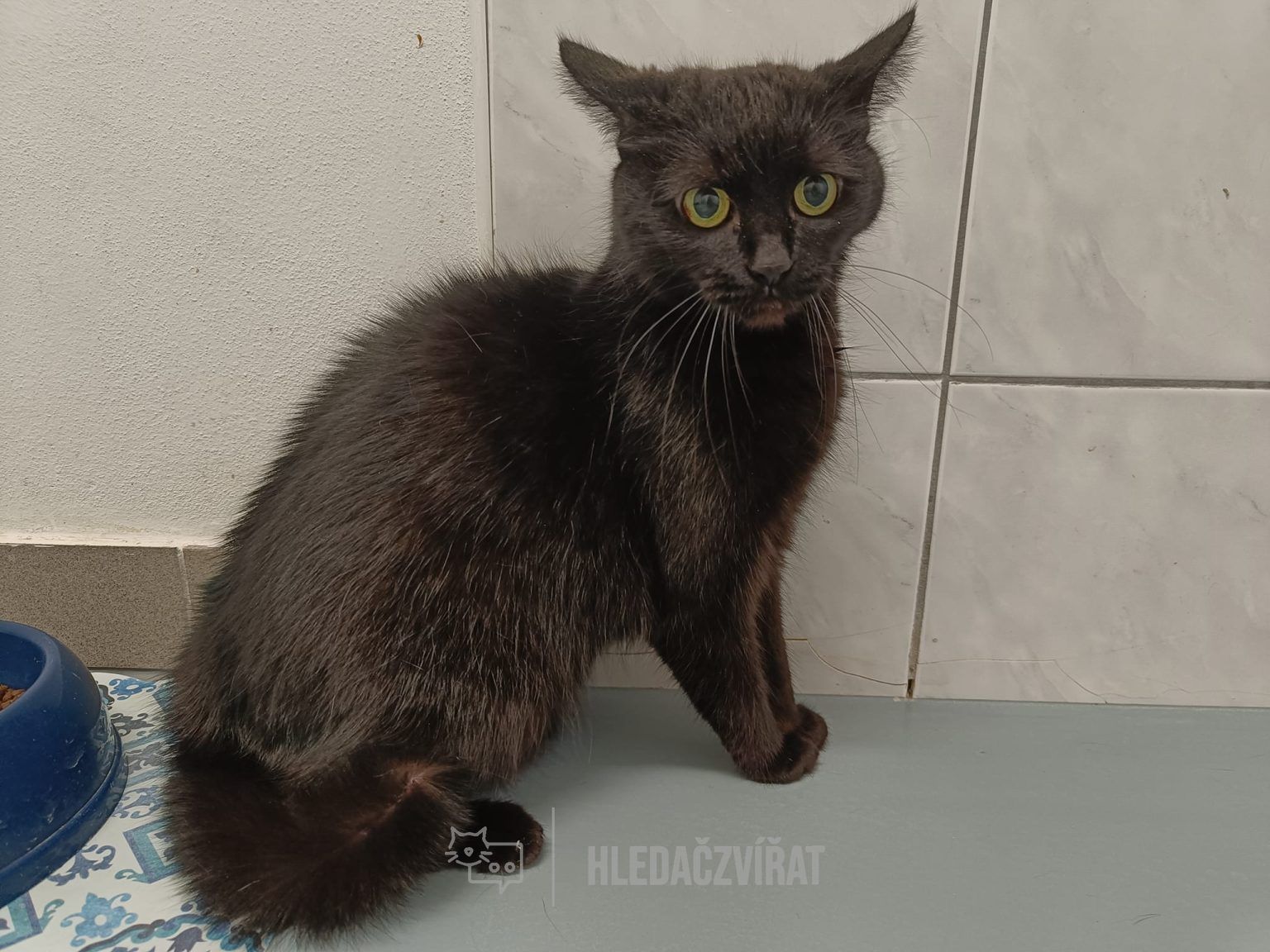 Evropská kočka, skupina Krátkosrsté a somálské kočky