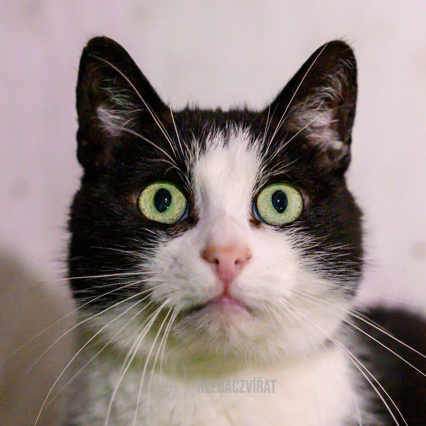 Domácí kočka, skupina Domácí kočky (ostatní/kříženci)