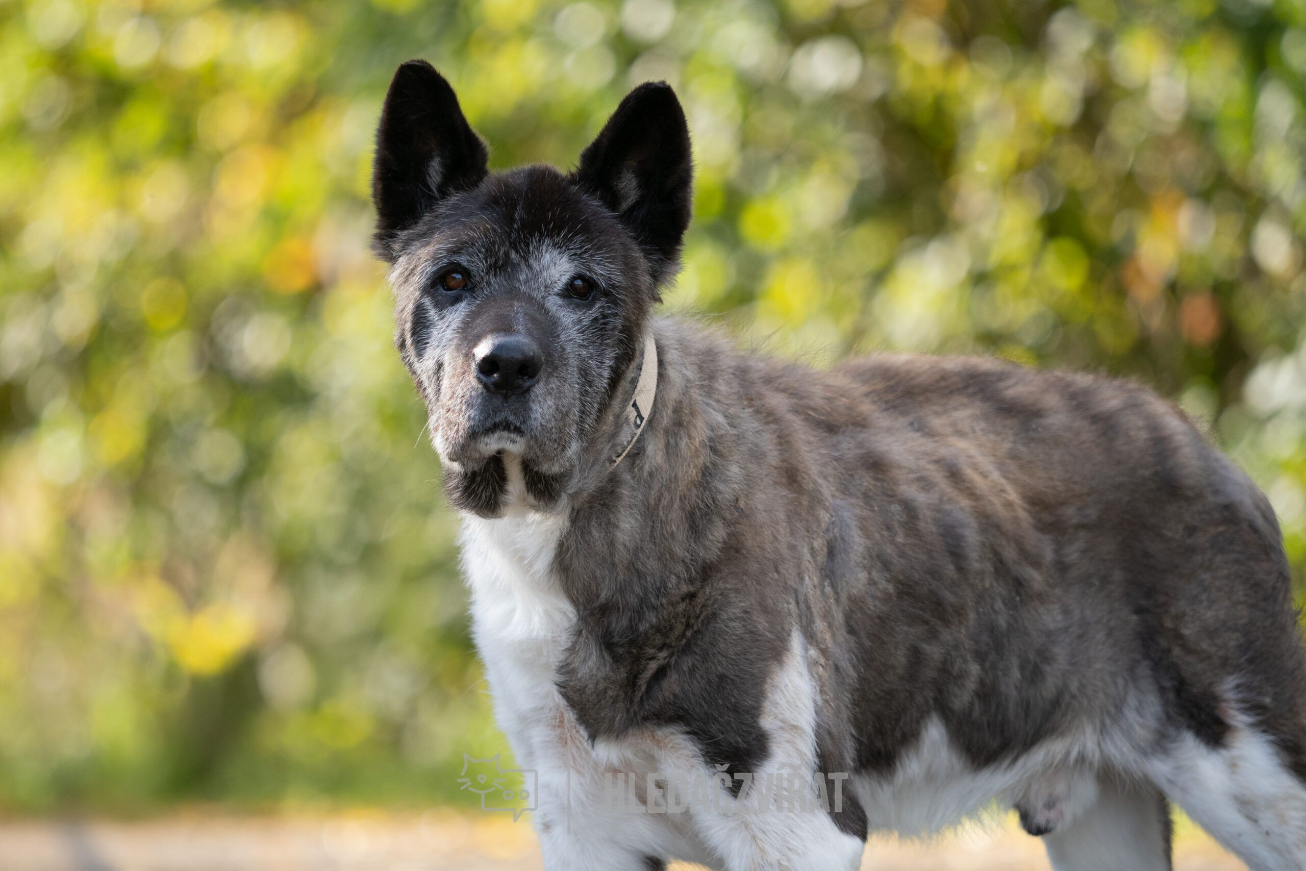 Americká akita, skupina Špicové a tzv. primitivní plemena