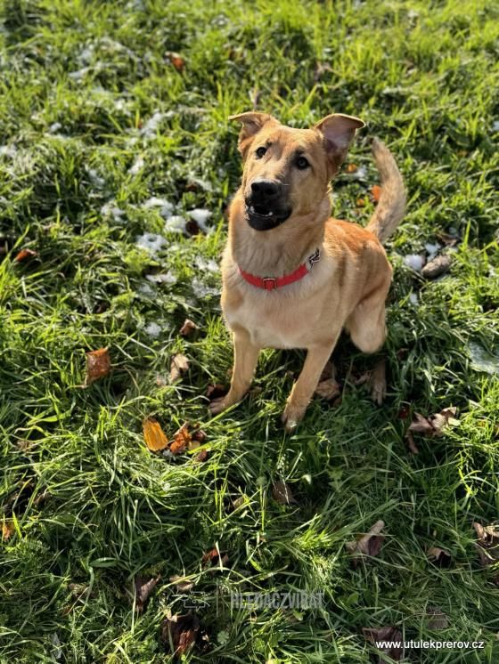 Kříženec, skupina Ostatní plemena a kříženci