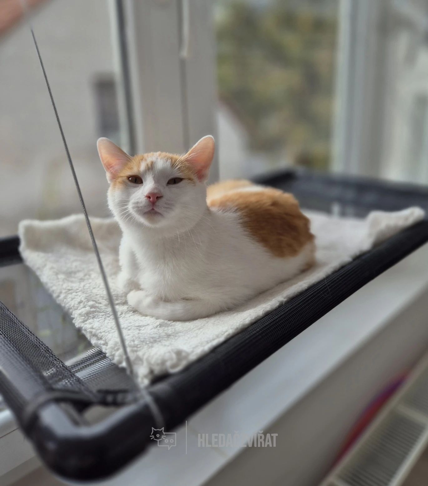 Domácí kočka, skupina Domácí kočky (ostatní/kříženci)