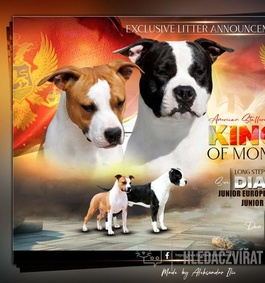 Na prodej pes: Americký stafordširský teriér. Inzerát názvem Americký stafordšírský teriér štěňata od chovatelské stanice nikolakotur