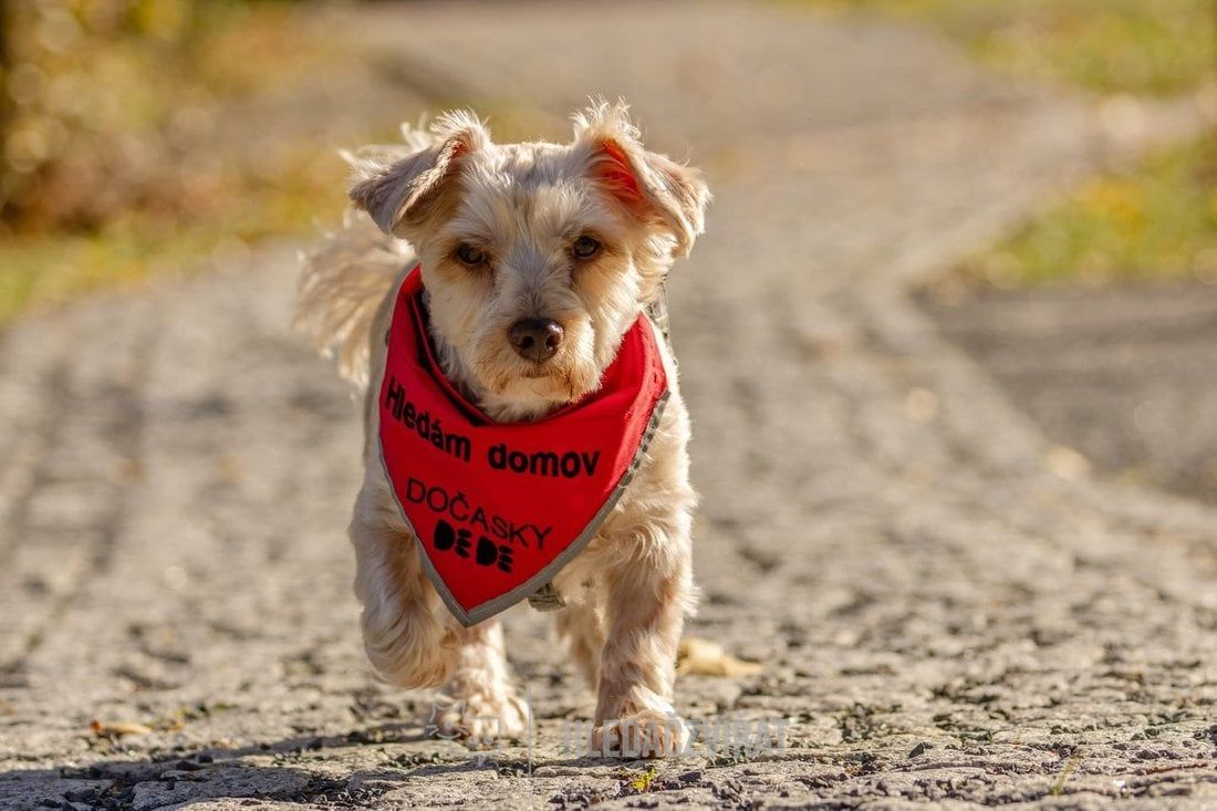 Kříženec, skupina Ostatní plemena a kříženci