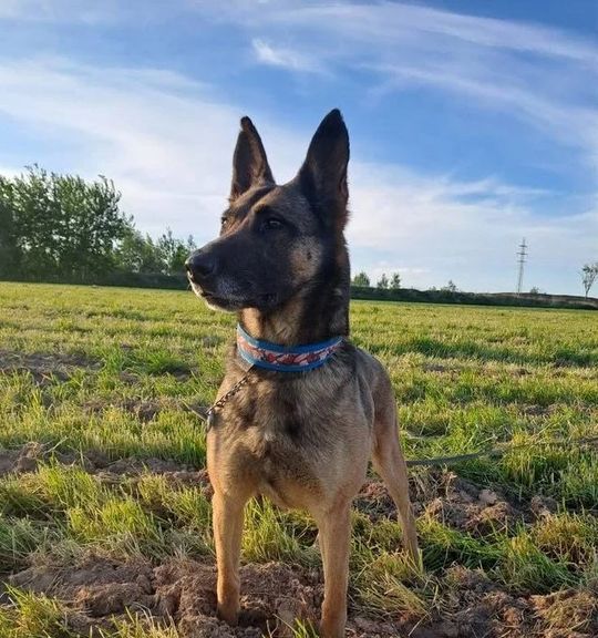 K adopci pes: Belgický ovčák - Ágnes z útulku docasky-pardubice-sobe