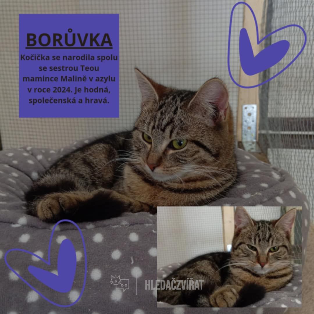 Domácí kočka, skupina Domácí kočky (ostatní/kříženci)