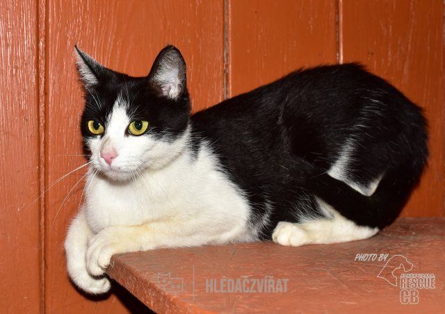 Domácí kočka, skupina Domácí kočky (ostatní/kříženci)