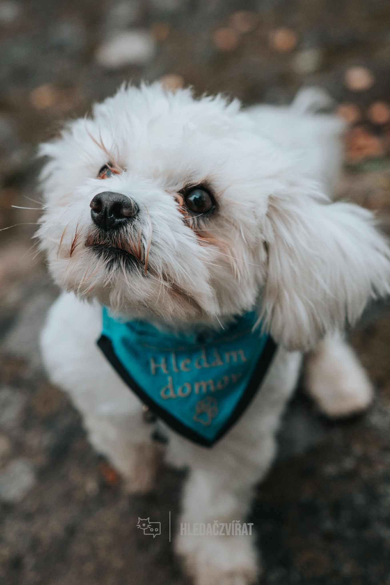 Kříženec, skupina Ostatní plemena a kříženci