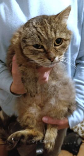 Domácí kočka, skupina Domácí kočky (ostatní/kříženci)