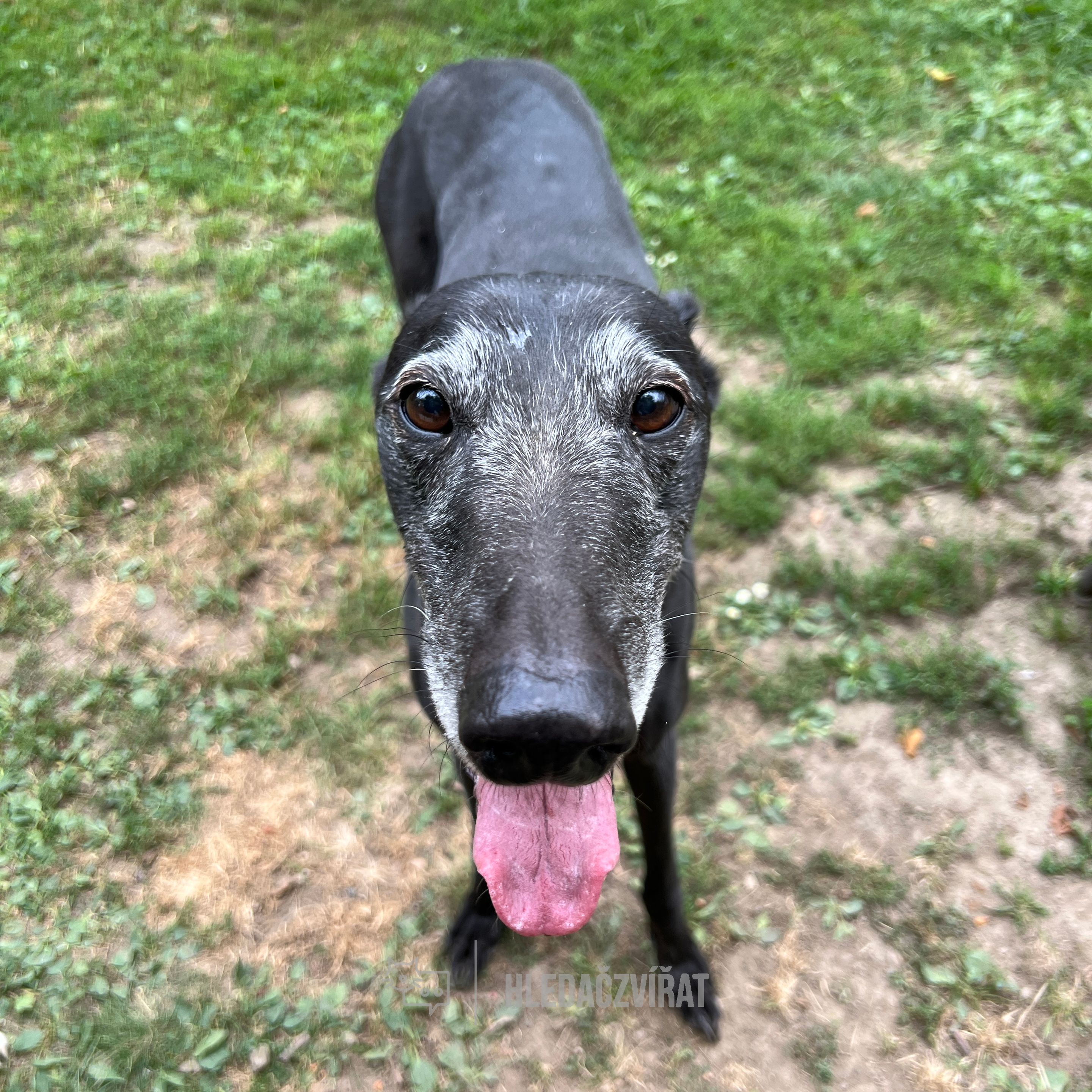 Greyhound, skupina Chrti