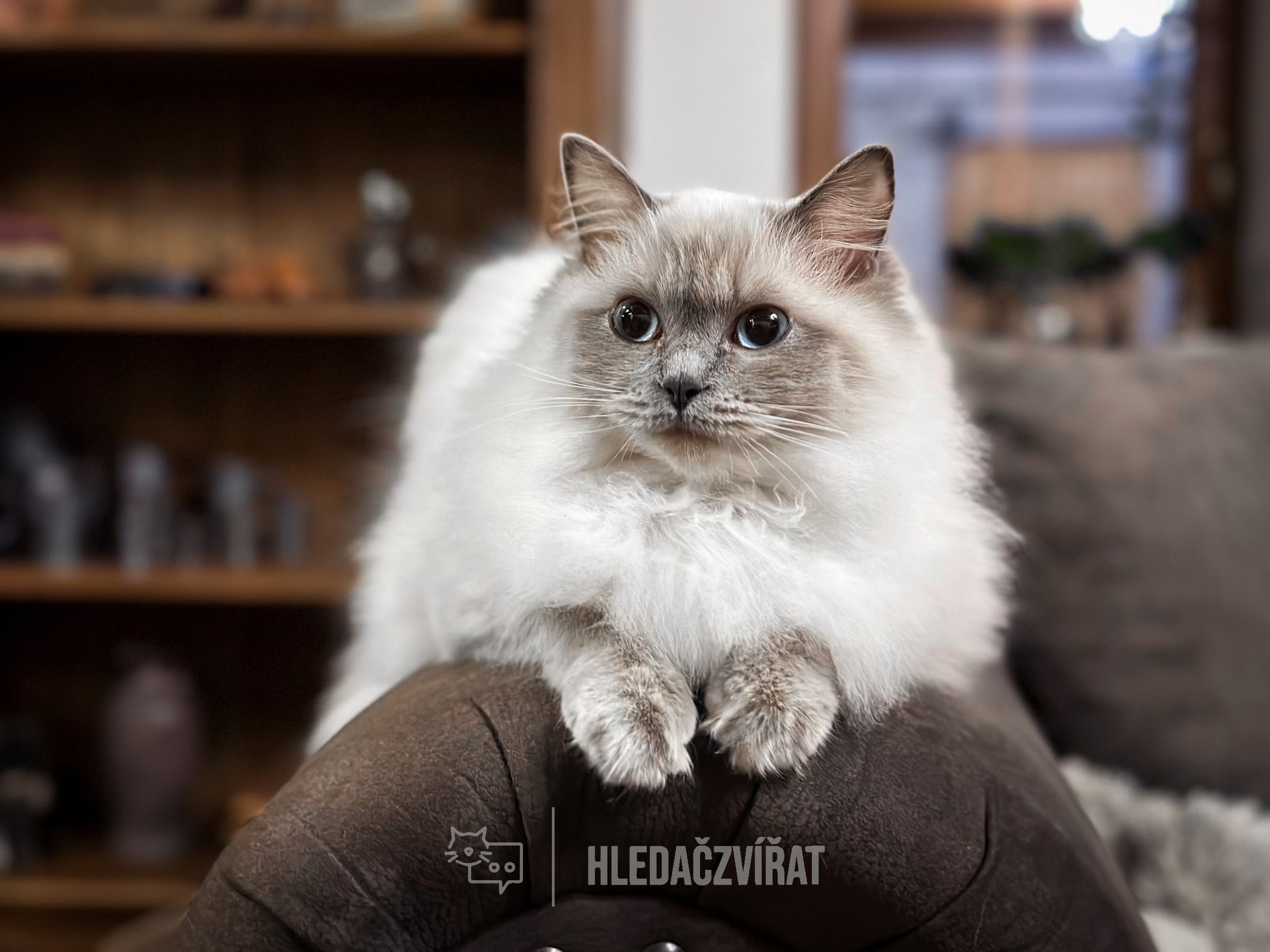 Ragdoll, skupina Perské a exotické kočky