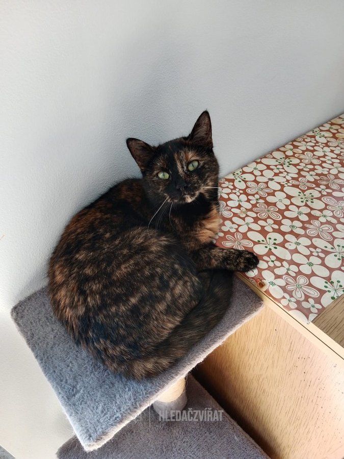 Domácí kočka, skupina Domácí kočky (ostatní/kříženci)