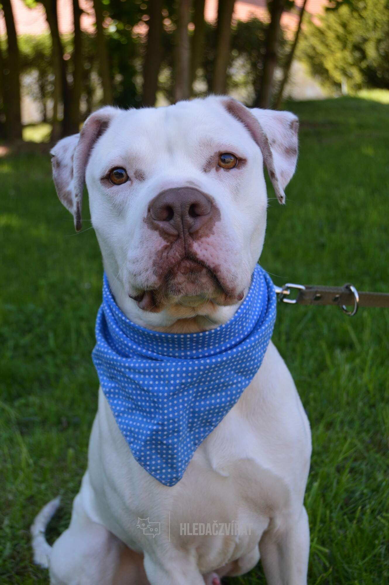 Kříženec, skupina Ostatní plemena a kříženci