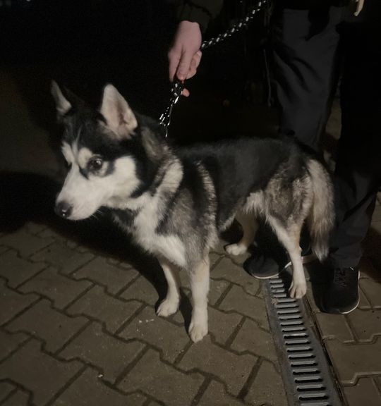 K adopci pes: Husky - Foxy z útulku psi-domov-repnice