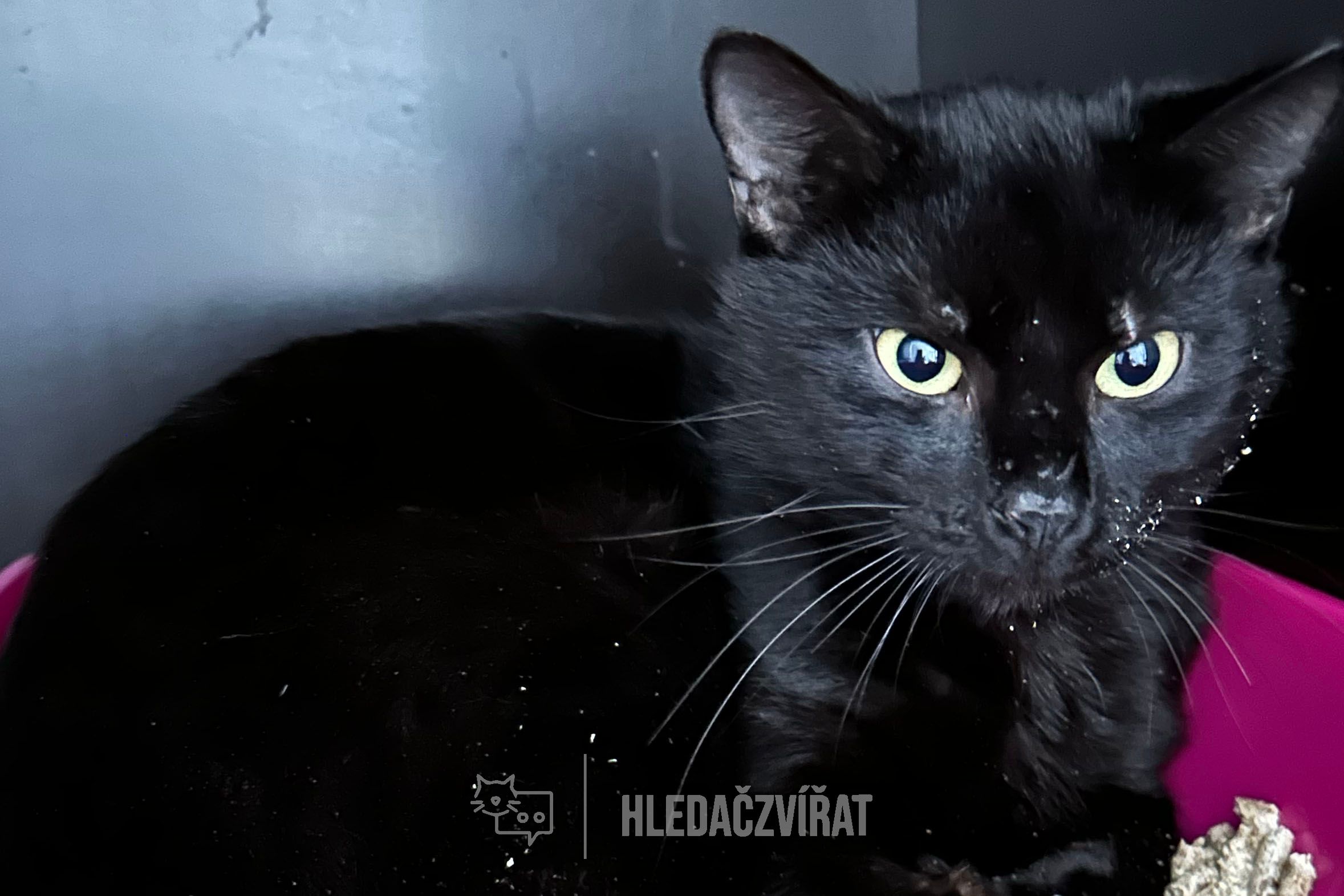 Domácí kočka, skupina Domácí kočky (ostatní/kříženci)