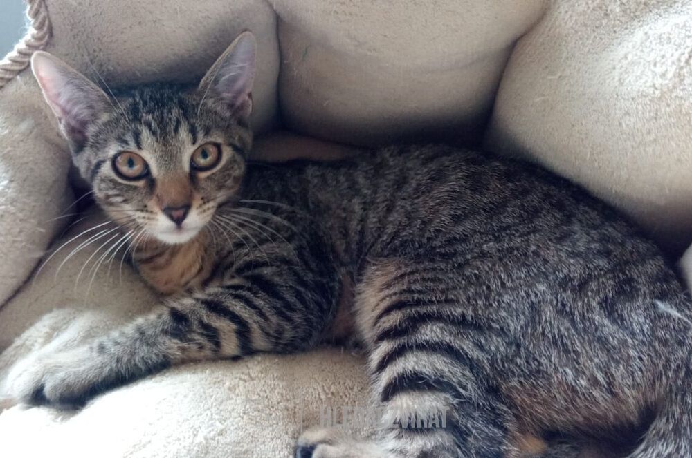 Domácí kočka, skupina Domácí kočky (ostatní/kříženci)