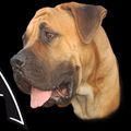 ballotada's avatar