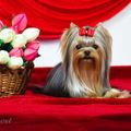 Sharbest CHS- Yorskhire Terrier avatar